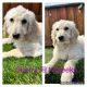 Labradoodle Puppies for sale in Hollister, CA 95023, USA. price: NA