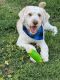 Labradoodle Puppies for sale in Long Beach, CA 90808, USA. price: NA