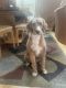 Labradoodle Puppies for sale in Des Plaines, IL, USA. price: $200