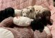 Labradoodle Puppies for sale in Cheektowaga, NY, USA. price: $1,200