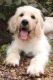 Labradoodle Puppies for sale in Linden, TN 37096, USA. price: NA