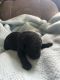 Labradoodle Puppies for sale in Falls City, NE 68355, USA. price: $1,300