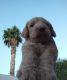 Labradoodle Puppies for sale in Henderson, NV, USA. price: NA