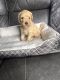 Labradoodle Puppies for sale in Tarpon Springs, FL, USA. price: $1,100
