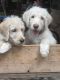 Labradoodle Puppies for sale in Ellijay, GA 30540, USA. price: $850