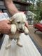 Labradoodle Puppies for sale in Aztec, NM, USA. price: $1,000