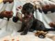 Labradoodle Puppies for sale in Toledo, OH, USA. price: $1,200