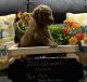 Labradoodle Puppies for sale in Keenes, IL, USA. price: $800