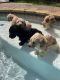 Labradoodle Puppies for sale in Schertz, TX, USA. price: $1,200