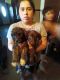 Labradoodle Puppies for sale in Waterloo, IA 50701, USA. price: $300