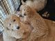 Labradoodle Puppies for sale in 12830 E Oregon Dr, Aurora, CO 80012, USA. price: $1,400