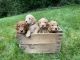 Labradoodle Puppies for sale in Westminster, MD, USA. price: NA
