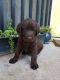 Labradoodle Puppies for sale in St. George, UT, USA. price: $1,500