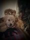 Labradoodle Puppies for sale in Galloway, OH 43119, USA. price: $50,000
