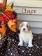 Labradoodle Puppies for sale in Paris Township, MI, USA. price: $3,495