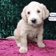Labradoodle Puppies for sale in Nashville, NC 27856, USA. price: $400
