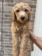 Labradoodle Puppies for sale in Houston, TX, USA. price: $1,800