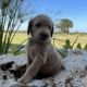Labradoodle Puppies for sale in Bristow, OK 74010, USA. price: $2,000