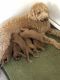 Labradoodle Puppies for sale in Broadway, NC, USA. price: $975
