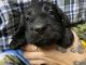 Labradoodle Puppies for sale in Hope Valley, Hopkinton, RI 02832, USA. price: $1,000