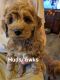 Labradoodle Puppies for sale in Youngstown, OH 44512, USA. price: $1,200