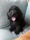 Labradoodle Puppies for sale in Crossville, TN 38571, USA. price: $600