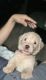 Labradoodle Puppies for sale in Chino Hills, CA, USA. price: $1,250
