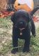 Labradoodle Puppies for sale in Linn Creek, MO 65052, USA. price: $1,000