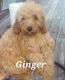 Labradoodle Puppies for sale in Gaylord, MI 49735, USA. price: $2,316,760,000