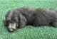Labradoodle Puppies for sale in Lake City, FL, USA. price: $700