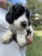Labradoodle Puppies for sale in Naples, FL, USA. price: $1,200