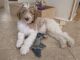 Labradoodle Puppies for sale in Henderson, NV, USA. price: $3,000