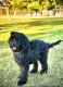 Labradoodle Puppies for sale in Waco, TX, USA. price: $12,000