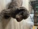 Labradoodle Puppies for sale in Townsend, DE 19734, USA. price: $850
