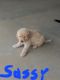 Labradoodle Puppies for sale in 2263 Liberty Rd, Morrowville, KS 66958, USA. price: $250