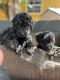 Labradoodle Puppies for sale in Rome, GA 30165, USA. price: $1,100