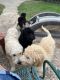 Labradoodle Puppies for sale in Schertz, TX, USA. price: $1,000