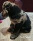 Labradoodle Puppies for sale in Goochland, VA 23063, USA. price: $1,800
