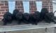 Labradoodle Puppies for sale in Cullman, AL, USA. price: $300