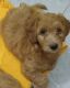 Labradoodle Puppies for sale in Las Vegas, NV, USA. price: $800