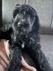 Labradoodle Puppies for sale in Peyton, CO 80831, USA. price: $750