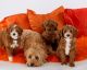 Labradoodle Puppies for sale in New York, NY, USA. price: $500