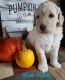 Labradoodle Puppies for sale in Osceola Mills, PA 16666, USA. price: $1,500