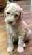 Labradoodle Puppies for sale in Harrisburg, SD 57032, USA. price: $1,500