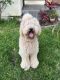 Labradoodle Puppies for sale in Las Vegas, NV, USA. price: $1,300