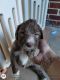Labradoodle Puppies for sale in Elgin, SC, USA. price: $625