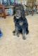 Labradoodle Puppies for sale in Roswell, NM 88201, USA. price: $800