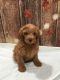 Labradoodle Puppies for sale in Archbold, OH 43502, USA. price: $1,700