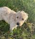 Labradoodle Puppies for sale in Council Bluffs, IA, USA. price: $1,000