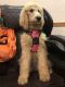 Labradoodle Puppies for sale in Eupora, MS 39744, USA. price: $300